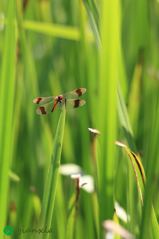 sympetrum pedemontanum? - S